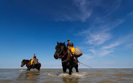 Belgium's horseback shrimpers threatened by dwindling catch