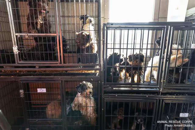 <p>Animal Rescue Corps</p> A few of the over 150 dogs found living in filthy conditions in Bear Creek, North Carolina