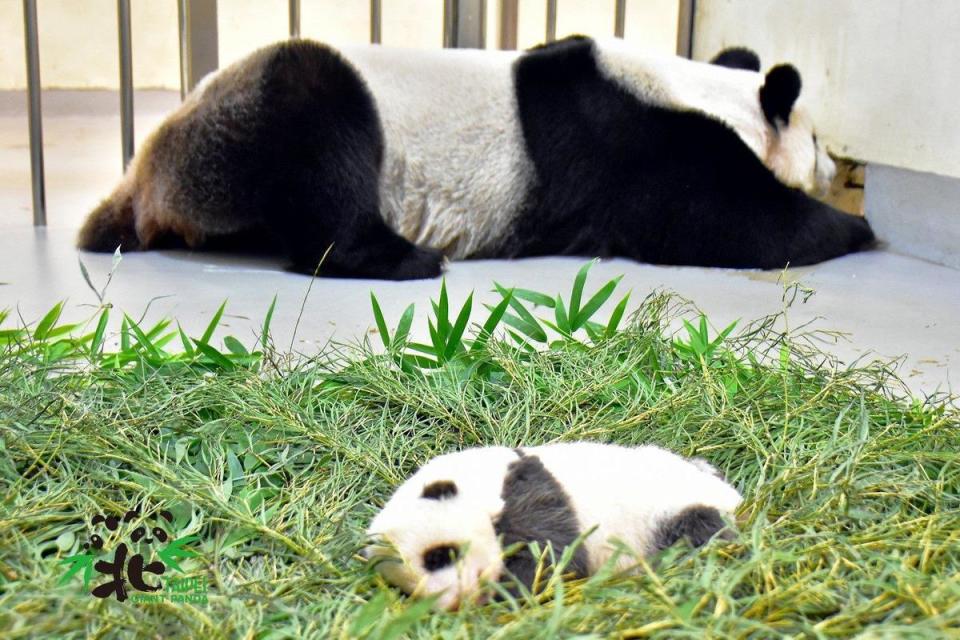 大貓熊「圓圓」和「圓仔妹」。（台北市立動物園提供）