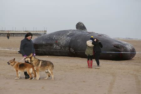 A sperm whale lies on the sand after being washed ashore at Skegness beach in Skegness, Britain January 25, 2016. REUTERS/Andrew Yates