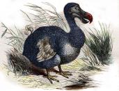 <p>The Dodo was a flightless bird native to Mauritius whose population began dwindling and eventually became extinct over the short course of a century when sailors began arriving on the East African island nation.</p><p>The last of the Dodos were seen in the 1660s and because there really wasn't an emphasis on specimen preservation, many of the remaining fossils were lost or destroyed. </p><p>Even though the Dodo went extinct more than 150 years ago, their story is important. People didn't believe that God would take away a creature's existence after having gone through the trouble of creating them, so no one was truly alarmed at their disappearance. This led people to believe that there were more Dodos tucked away somewhere in nature and so, specimens weren't handled as carefully as they should have been.In fact, <a href="http://www.bbc.com/earth/story/20160408-how-humanity-first-killed-the-dodo-then-lost-it-as-well" rel="nofollow noopener" target="_blank" data-ylk="slk:Dodo specimen damage and loss was common in the 17th and 18th centuries;elm:context_link;itc:0;sec:content-canvas" class="link ">Dodo specimen damage and loss was common in the 17th and 18th centuries</a>.</p><p><strong>Cause of Extinction:</strong> popular belief has sailors hunting and eating the Dodo to the point of extinction, but it's more likely that the rats (and other animals) the sailors brought with them caused the Dodo's decline. The <a href="http://www.bbc.com/earth/story/20160408-how-humanity-first-killed-the-dodo-then-lost-it-as-well" rel="nofollow noopener" target="_blank" data-ylk="slk:BBC reports that rats likely ate Dodo eggs;elm:context_link;itc:0;sec:content-canvas" class="link ">BBC reports that rats likely ate Dodo eggs</a> and other animals outcompeted the bird for food sources.</p>