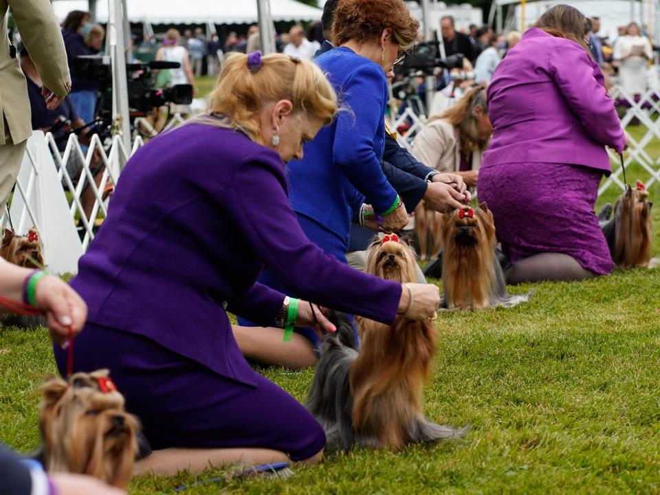 People groom their yorkshire terriers during competition