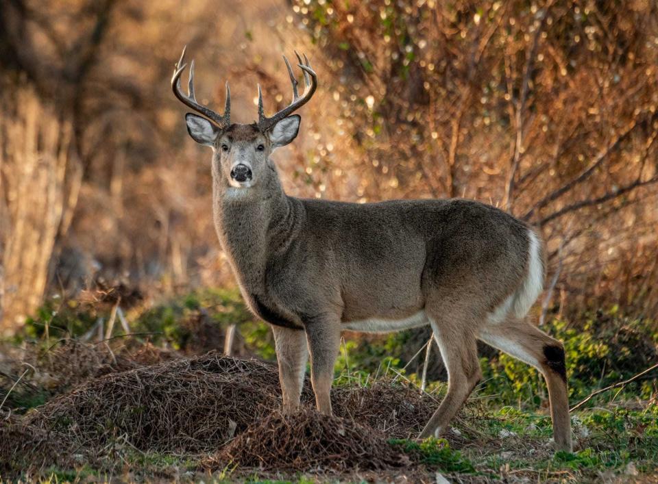 Mississippi hunters are being asked to harvest more deer this year as the population continues to climb.