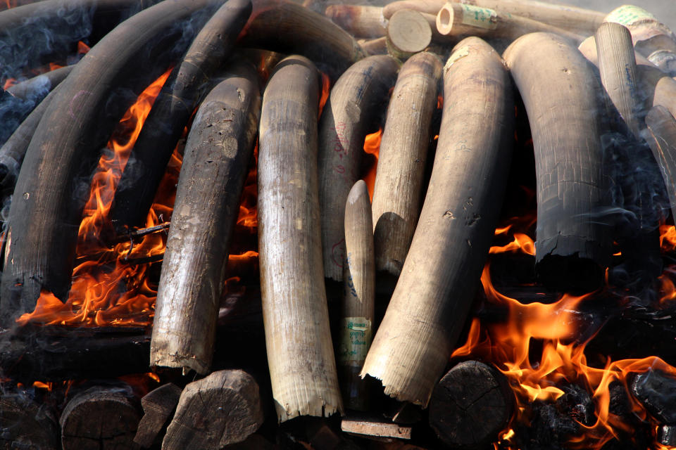 Piezas de marfil confiscadas son quemadas en Myanmar (REUTERS/Myo Kyaw Soe).