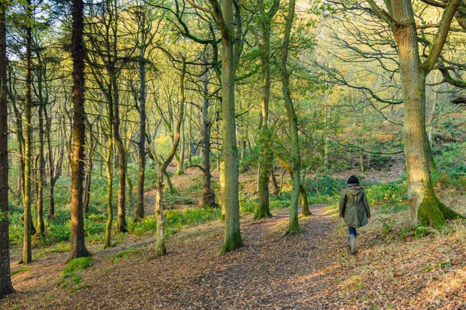 A shorter working week allows more time for more relaxing activities -like a walk in the woods 