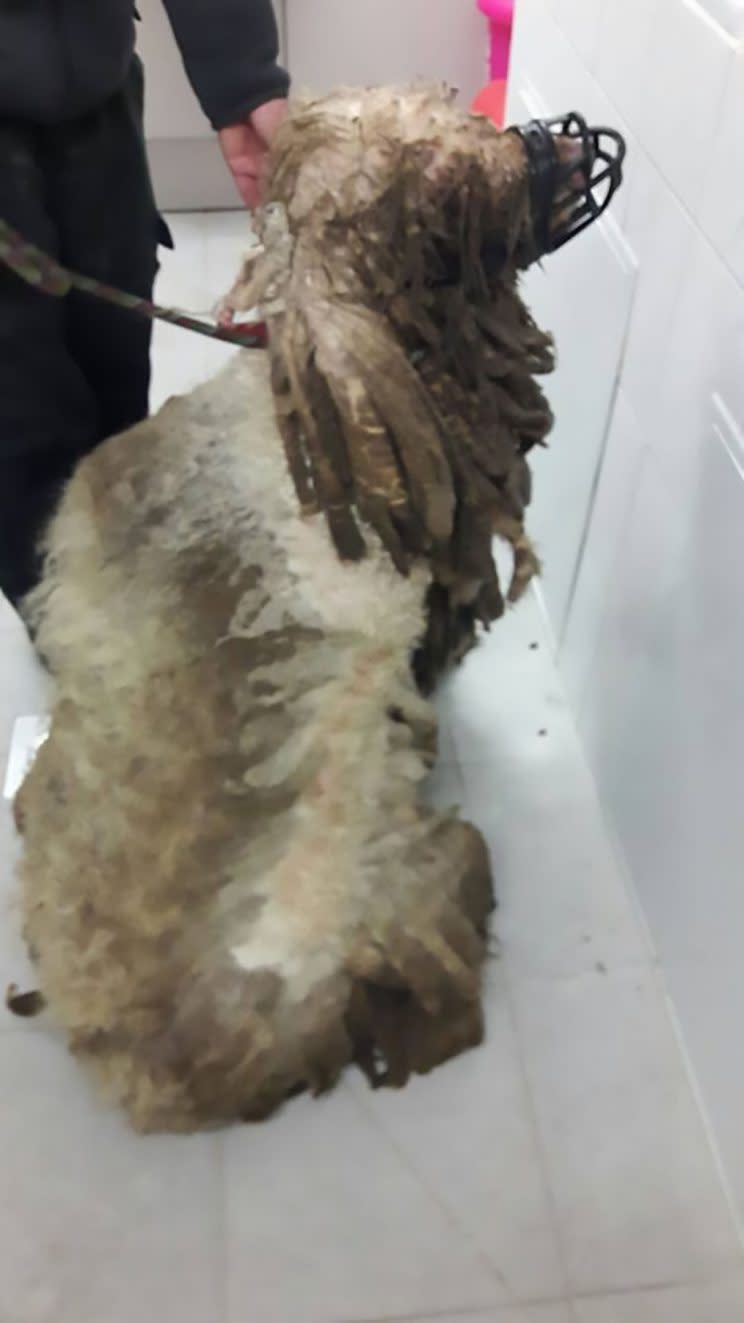 Safety: The animal was one of 49 dogs rescued from a home in Germany (CEN)