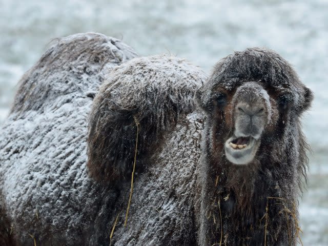 A camel stands in the snow at Mainsgill Farm near Richmond, North Yorkshire (Owen Humphreys/PA)