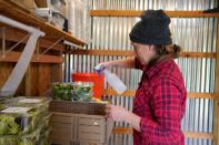 Chlebanowski sanitizes a delivery box for lettuce on her farm in Alex