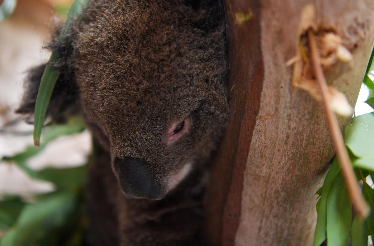 Koala listed as endangered after Australian governments fail to