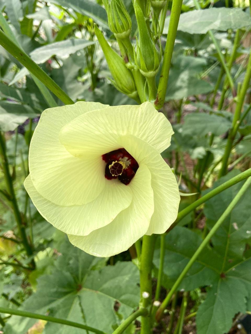 blooming okra plant