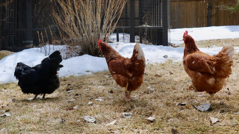 Family flaunts urban chicken flock despite ban in Calgary