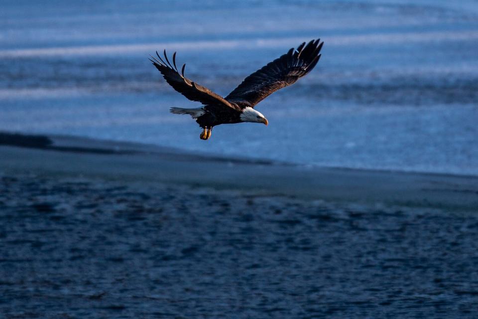 A bald eagle searches for food around dusk Thursday, Jan. 6, 2022, at the confluence of the Des Moines and Raccoon rivers near downtown Des Moines.