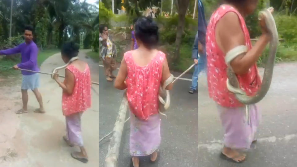 村民們協力用大樹枝引導蛇醫回家。圖／翻攝自วรวุฒิ เชิงไกรยัง臉書