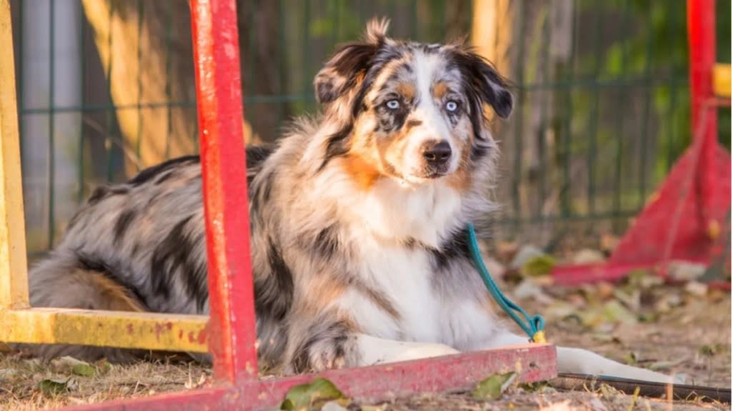 An Australian Shepherd sitting alone outdoors next to a red structure, like the abandoned Australian Shepherd dog rescued in Pennsylvania