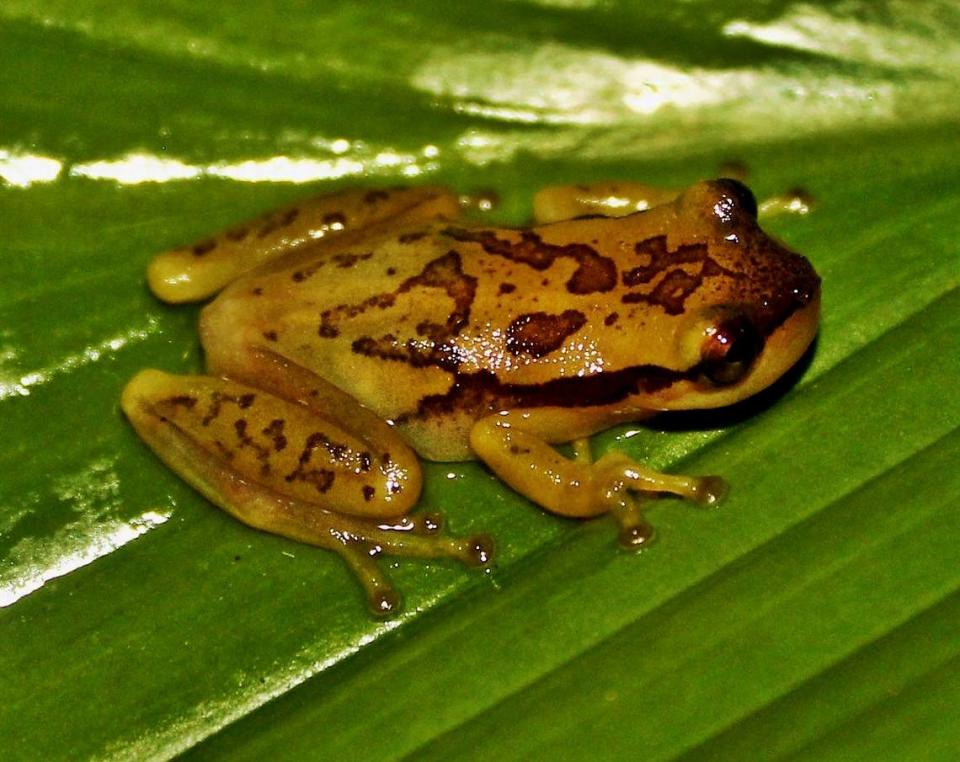A Phyllodytes iuna, or iuna heart-tongued frog, sitting on a leaf.