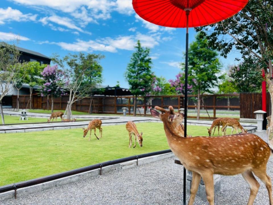 宜蘭張美阿嬤農場廣達四百坪的日式庭園，遊客可體驗餵食、與可愛動物互動。（中華旅行社提供）