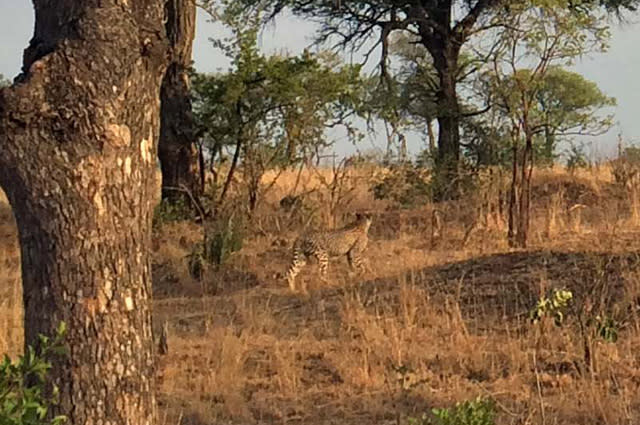 PIC FROM FRANCOIS COLLIN/ CATERS NEWS - (PICTURED: Camouflaged leopard) - At first glance it looks like an ordinary African landscape but take a closer look and theres a furry feline cleverly hidden within the picture. The brilliantly camouflaged cheetah can be seen standing to the right of the tree, its fur perfectly blending into the dry grass making it almost impossible to spot. The image was taken by tourist guide Francois Collin from Pretoria, South Africa. Francois, 49 was guiding some tourists on a game drive in Kruger National Park when he captured the image on his iPhone.He said: I was guiding some Spanish speaking clients on tour. SEE CATERS COPY.