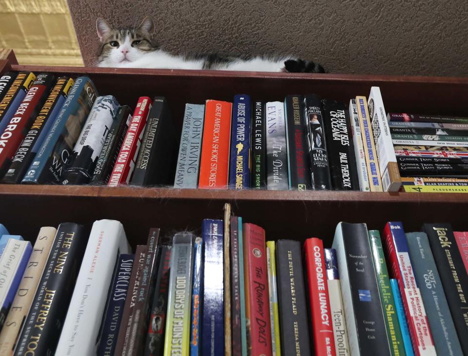 A friendly cat relaxes atop a shelf at Snowball Bookshop in downtown Barberton.