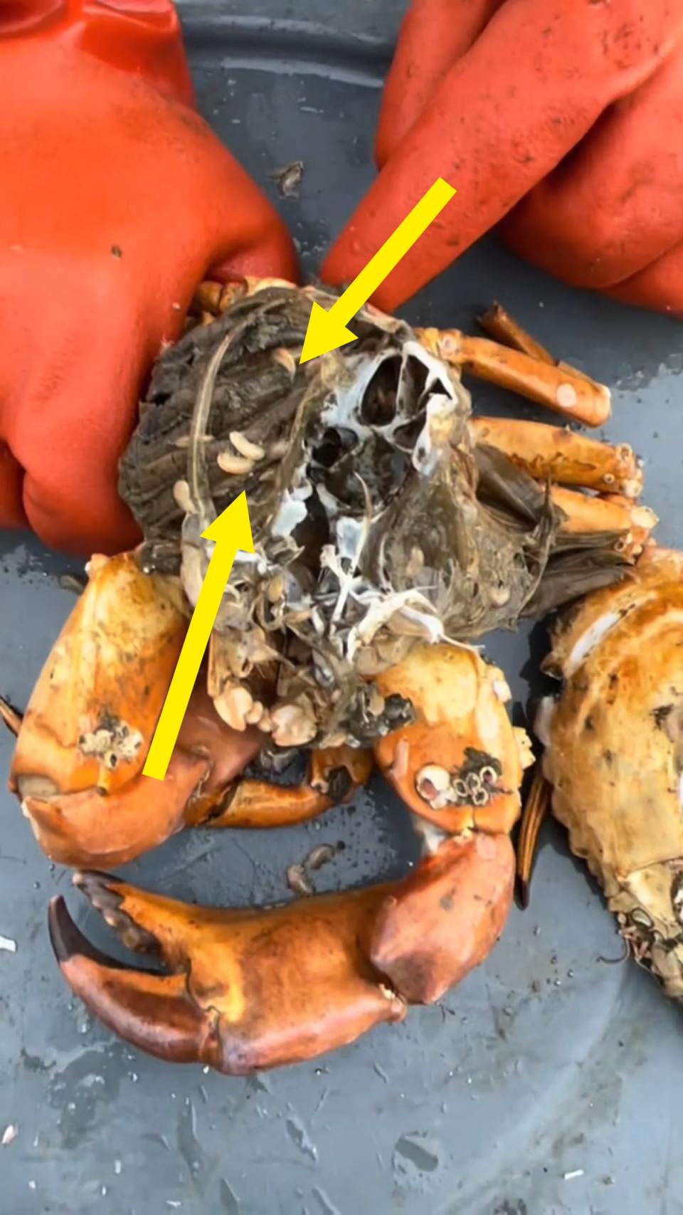 Gloved hands hold a crab with barnacles on its shell