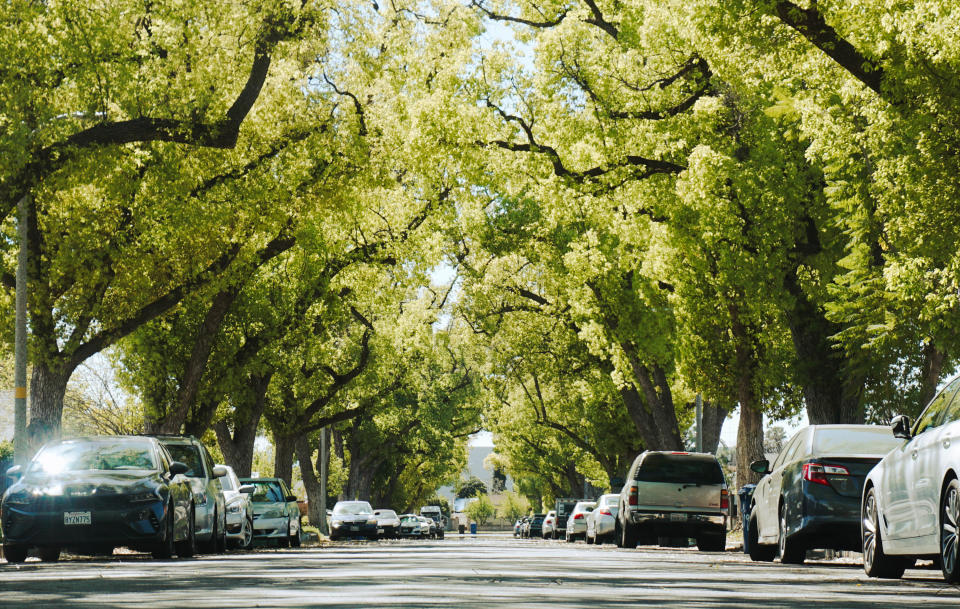 Bright camphor trees along a neighborhood street