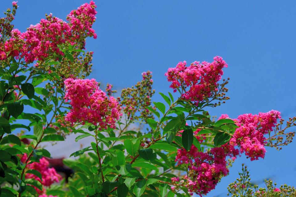 pink flowering trees crape myrtle