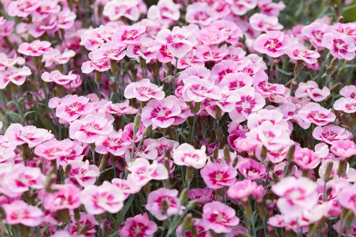 summer flowers like carnations