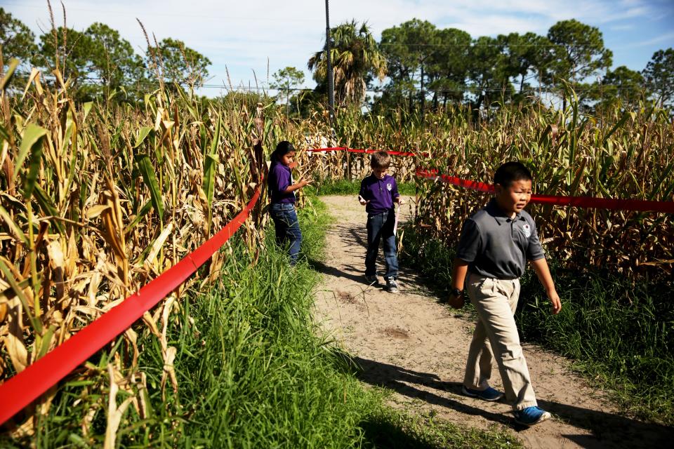 Oak Creek Charter School of Bonita Springs second graders walk through a corn maze at Farmer Mike's U-Pick.