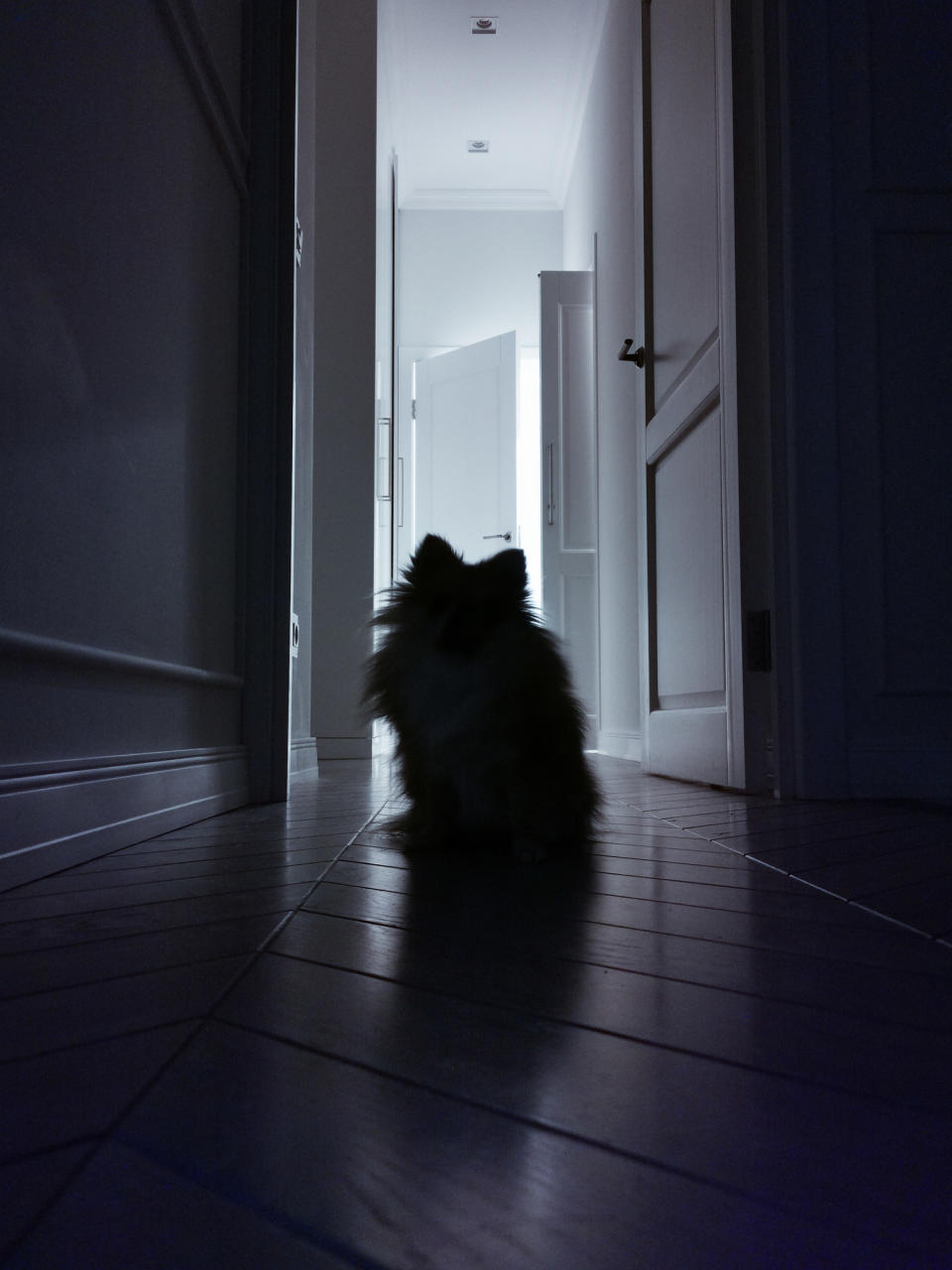 dog in dark hallway