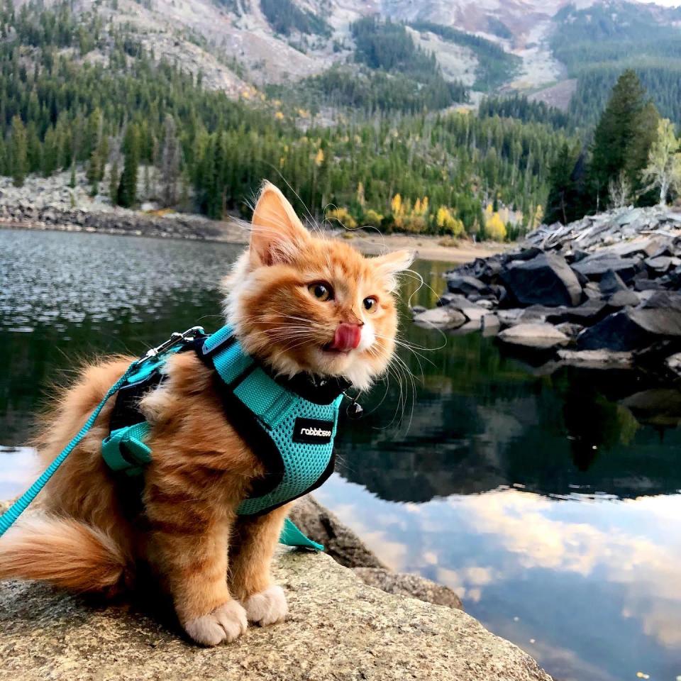 Erin and Dan took Liebchen on his first hike at 10 weeks old (Collect/PA Real Life)