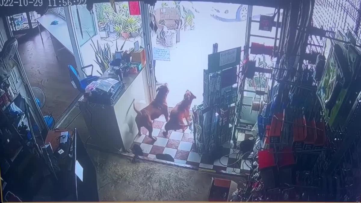 Des pit-bulls agressifs attaquent un homme dans un magasin après s’être échappé de chez lui en Thaïlande