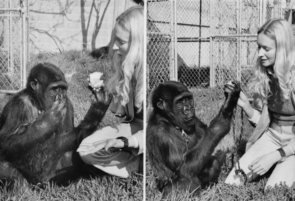 Koko, at age four, with Dr.&nbsp;Francine "Penny" Patterson.&nbsp;At left, Koko indicates "eat" with bunched fingertips to her lips and gets her prize, at right. (Photo: Bettmann via Getty Images)