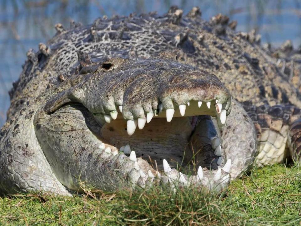 Foto de Croczilla, del que se rumorea que es el cocodrilo más grande dn los Everglades de la Florida. (Kymberly Strempack Clark).