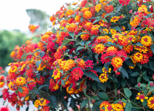 The 15 Best Flowers for a Cut Flower Garden - PureWow