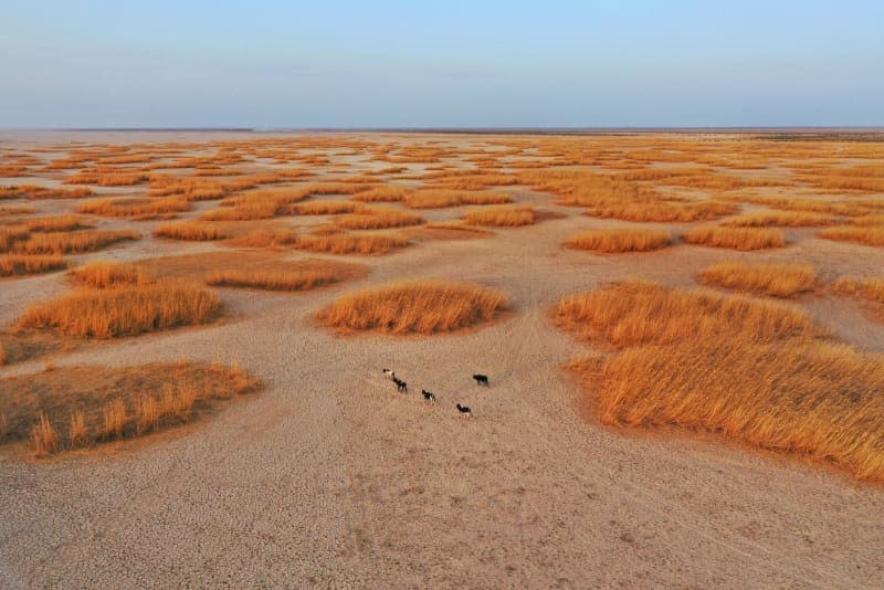 Cattle move through the dried-up Hamun Lake in the Iranian province of Sistan and Baluchistan. At times, water in the provinces is so scarce that it is brought to the villages there in tankers. Mohammad Dehdast/dpa