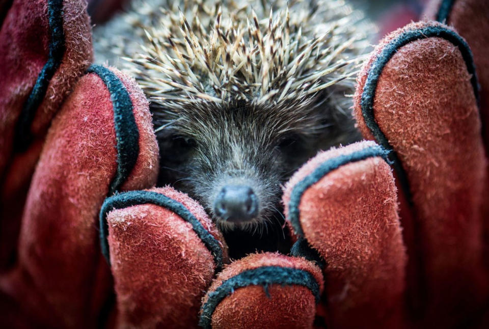 Ein Igel in der Nähe von Kecskemét, 85 Kilometer südöstlich von Budapest, ist bereit für seine Auswilderung. Der Kecskemét Zoo und der Kiskunsag Nationalpark arbeiten zusammen, um Tiere geschützter Arten nach Verletzungen wieder gesund zu pflegen. Bereits 40 Tiere konnten geheilt in die Freiheit entlassen werden. (Bild: SANDOR UJVARI/EPA)