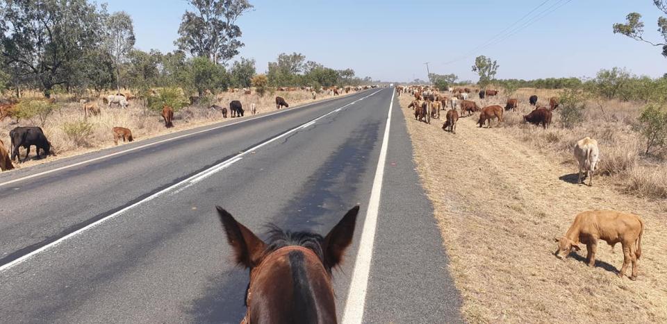 Cows can be seen on either side of a long road in a photo taken from the saddle. 