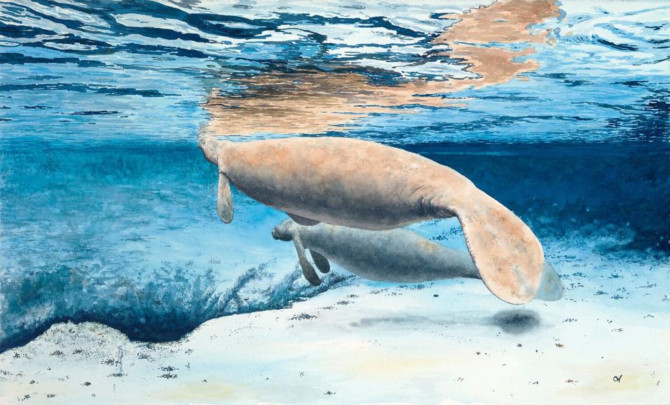 "Manatees in Blue" by Curtis Whitwam, one of the artists featured at the Lake Sumter Arts Festival in January. A portion of his sales proceeds will go to the Florida Springs Institute.