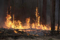 Flames from a controlled fire burn up tree trunks as firefighters work at building a containment line at a wildfire near Bodalla, Australia, Sunday, Jan. 12, 2020. Authorities are using relatively benign conditions forecast in southeast Australia for a week or more to consolidate containment lines around scores of fires that are likely to burn for weeks without heavy rainfall. (AP Photo/Rick Rycroft)