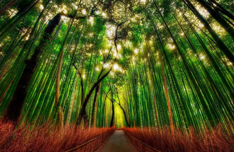 Uno de los increíbles caminos con altísimos bambús en el Sagano Bamboo Forest de Tokio.