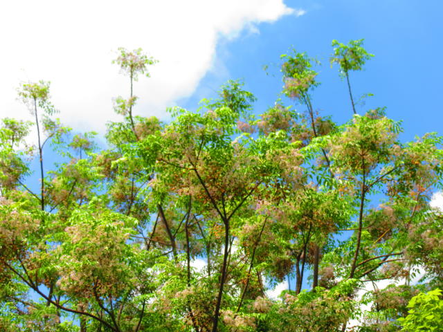 El futuro urbano: 'árboles' de 4 metros capaces de limpiar el aire que  respiran cada día 2.790 personas