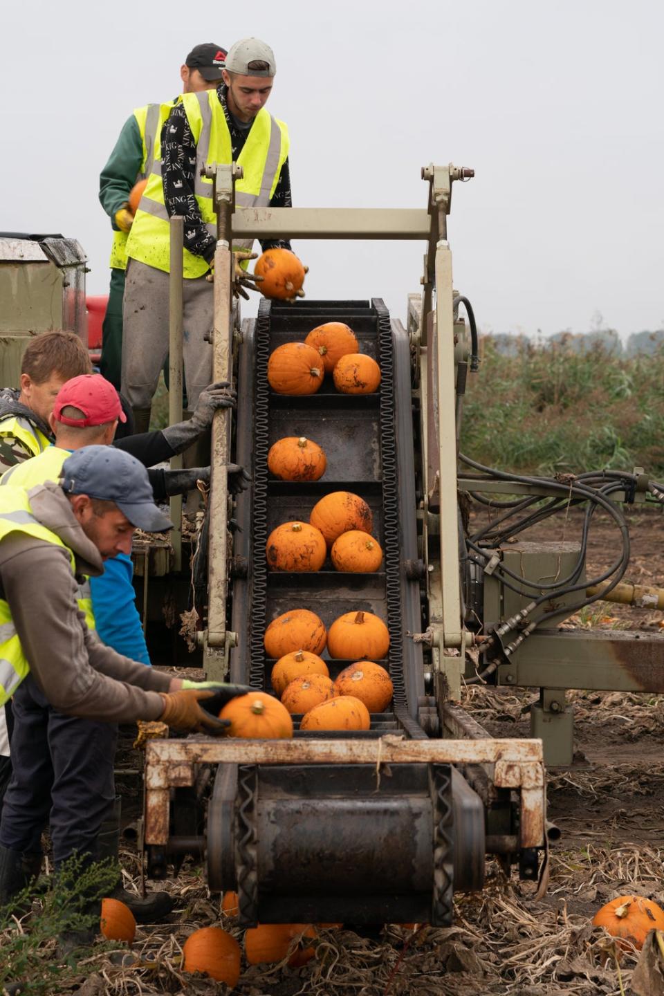 Workers harvest pumpkins at Oakley Farms near Wisbech in Cambridgeshire, which supplies British supermarkets including Tesco (Joe Giddens/PA) (PA Wire)