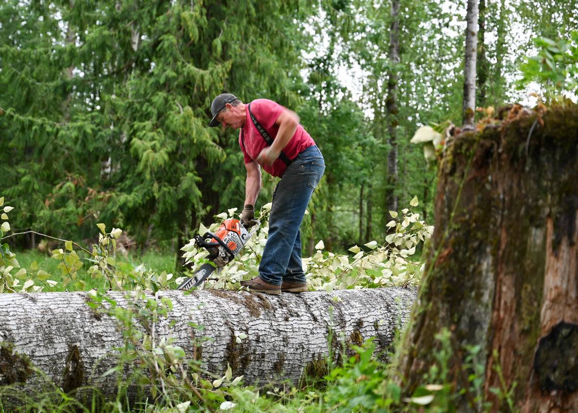 Jeff Fetter, president of the Buckley Log Show, attempts to restart his chainsaw to clean off excessive branches in preparation of turning the tree into a log for the 50th anniversary Buckley Log Show on Thursday, June 27, 2024 in Buckley.