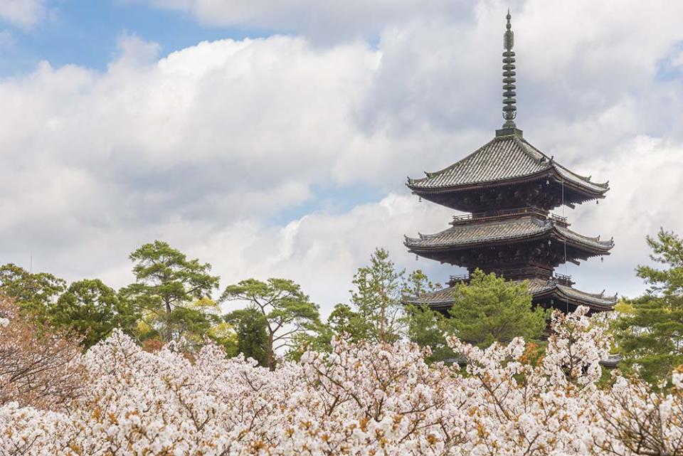 仁和寺（Image Source : Getty Creative）