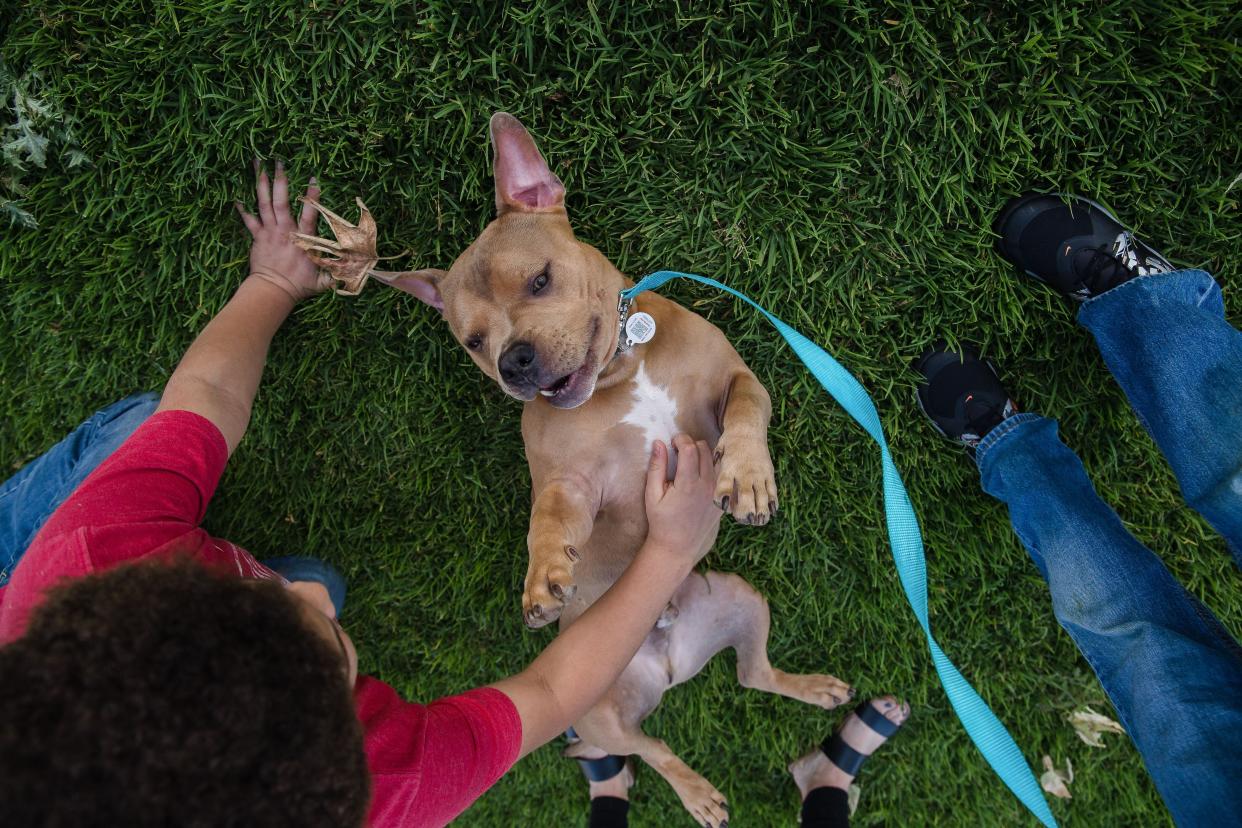 An adopted pitbull named Mase plays in the grass with Delonte Hillery in a park in Escondido, California, on April 21, 2020. Jalene Hillery, Delonte's parent, says Mase has become a comfort dog for the family during this difficult time across the world due to Covid-19. (Photo: ARIANA DREHSLER via Getty Images)