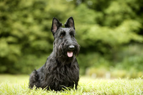 Scottish Terrier