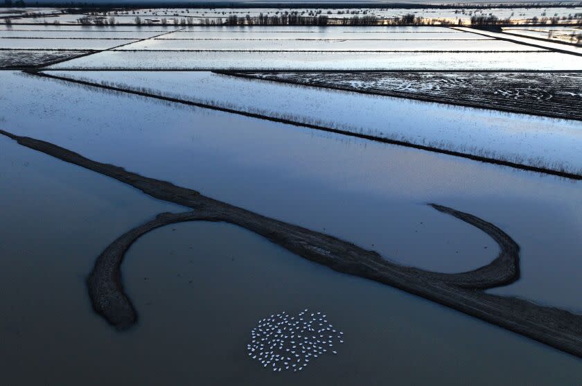 DUNNIGAN, YOLO COUNTY, CALIFORNIA-Jan. 21, 2023-In Yolo County, near the town of Dunnigan, officials from the state Department of Water Resources are working with farmers on a project to recharge the underground aquifers. The water is allowed to percolate into the ground to replenish the aquifers, while also providing habitat for threatened shore birds and other birds. Sunrise over the flooded fields that are part of the program on Jan. 21, 2023. (Carolyn Cole / Los Angeles Times)