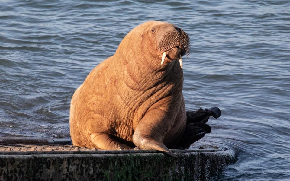 Wally the Walrus is thought to have arrived from the Arctic on an ice floe - Joann Randles/Cover-Images.com/Cover Images