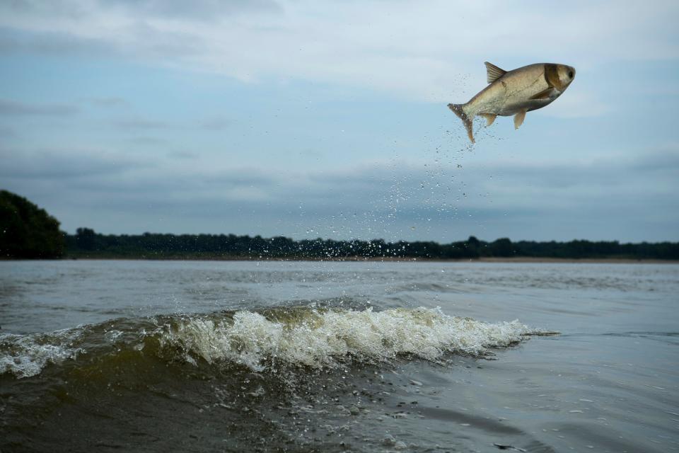 A silver carp flies from the wake of a motorboat on the Ohio River near the confluence of the Wabash River in July of 2018. The invasive fish, unlike its bighead carp cousin, is stimulated by boat motors and leaps into the air creating hazardous conditions for boaters.