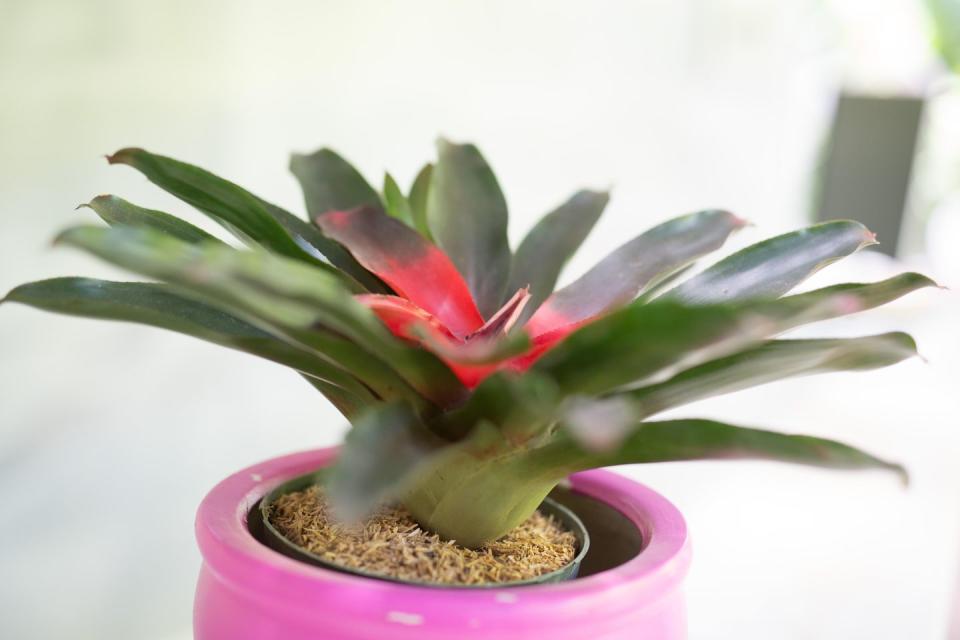 6) Bromeliads