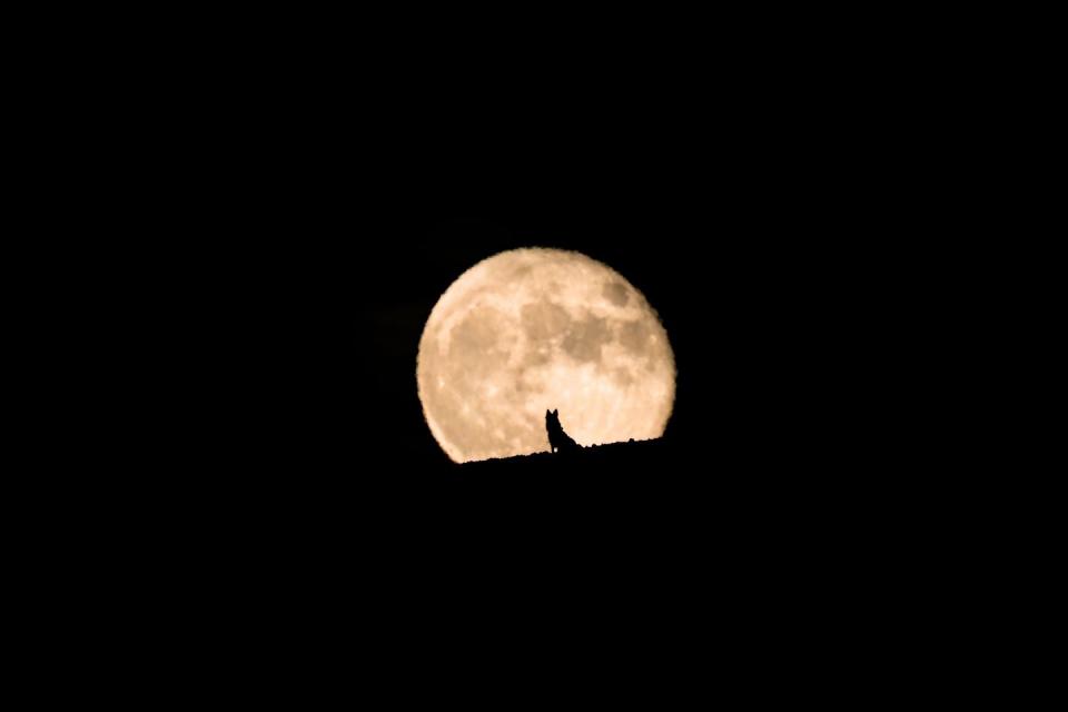 silhouette of a wolf dog watching the full moon rise, full moon and silhouette, pet photography, halloween